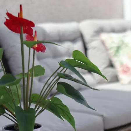 Apartment Penthouse Und Arbeiten Torrevieja