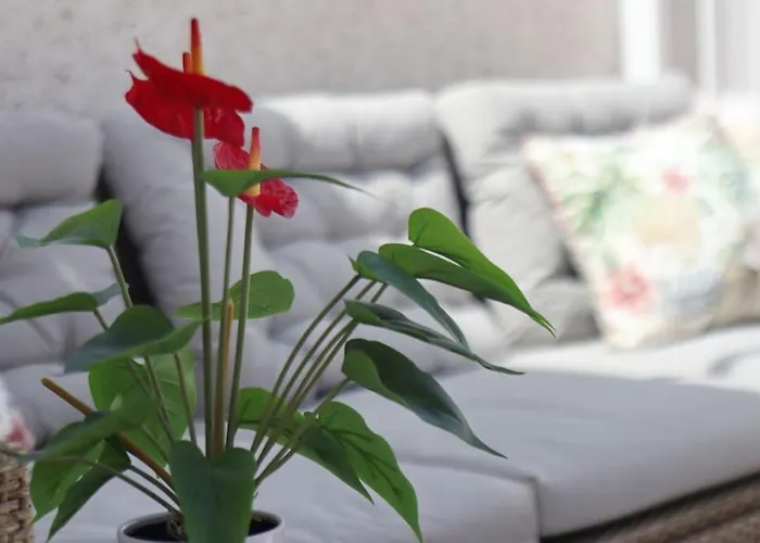 Apartman Penthouse Und Arbeiten Torrevieja